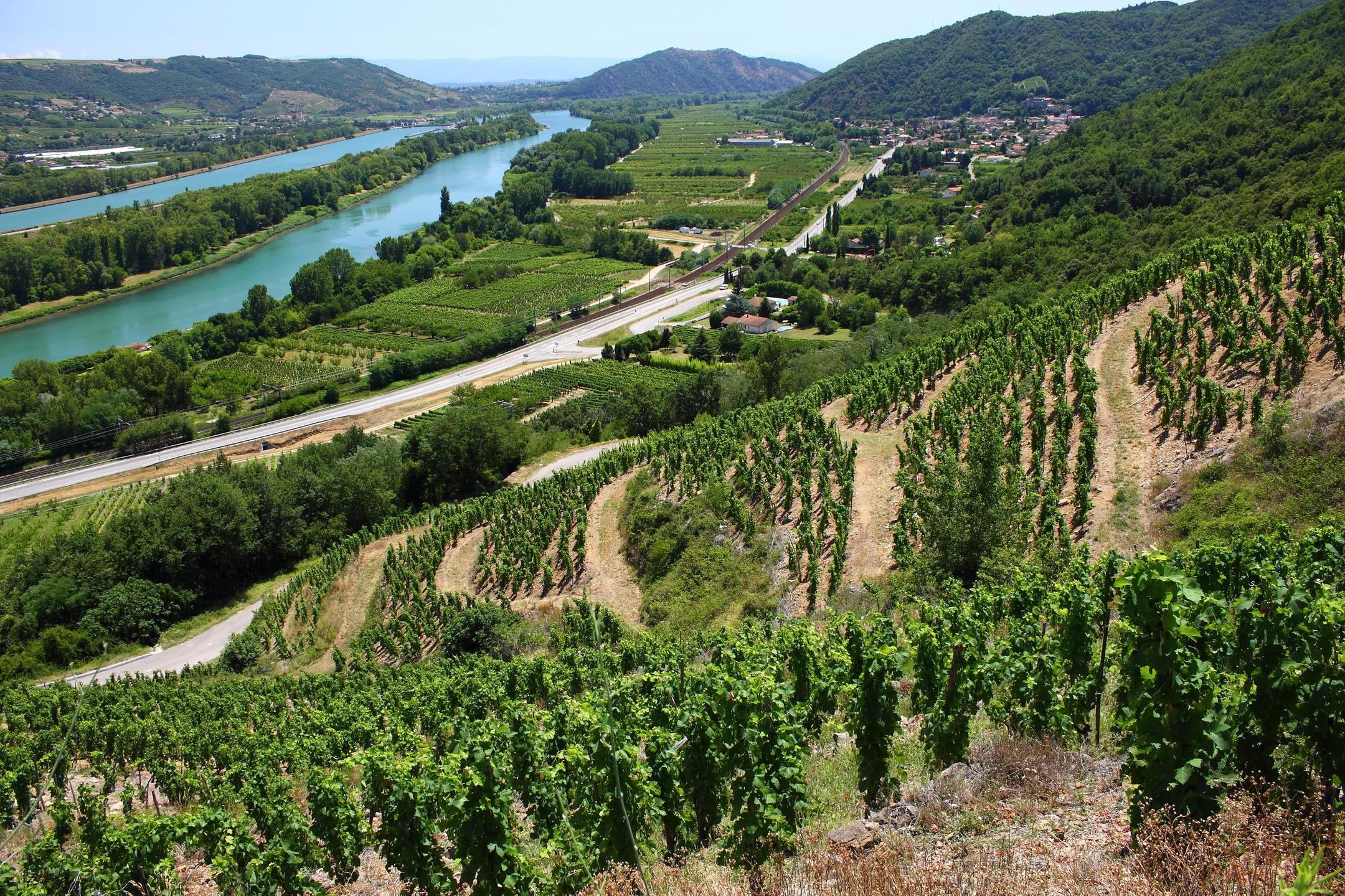 Falling for Rhône whites