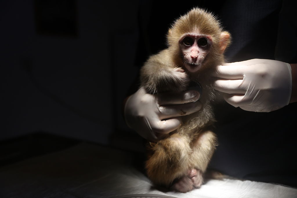 Animal abusers should be more afraid
